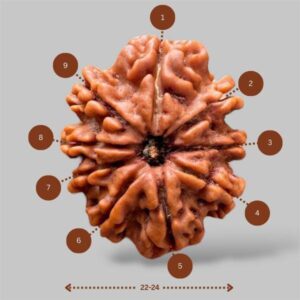 9 Mukhi Pure Rudraksha