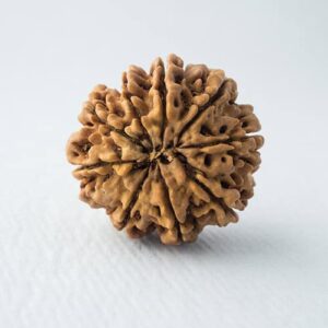 Rudraksha