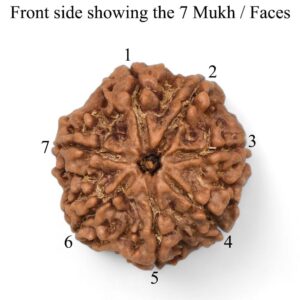 Natural 7 Mukhi Rudraksha With Silver
